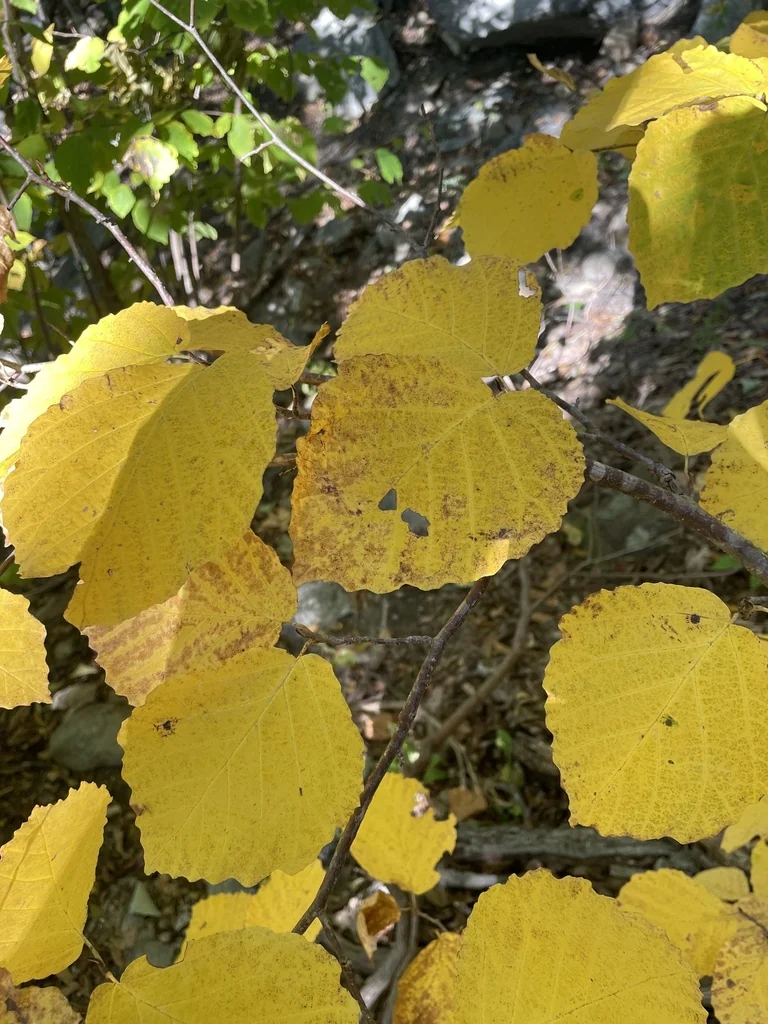 Fothergilla Major
