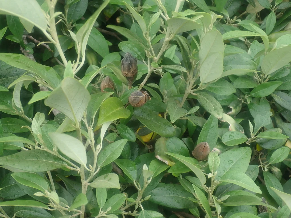 Lagunaria Patersonii