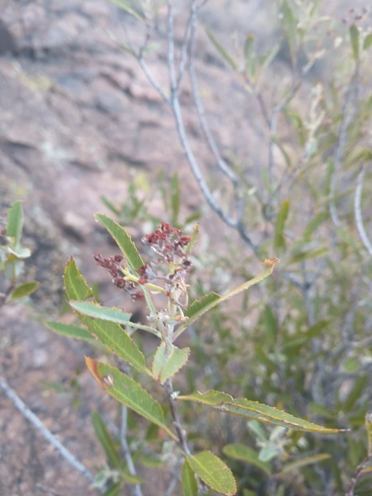 Vauquelinia Californica
