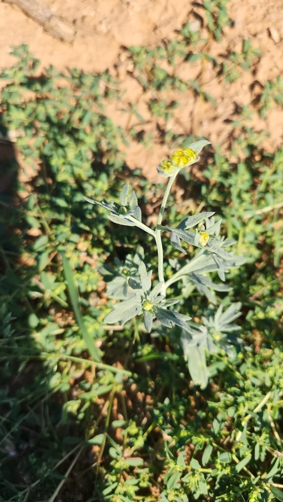 Bahia Absinthifolia