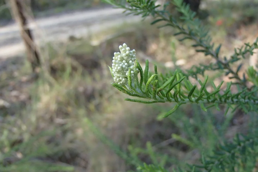 Ozothamnus Diosmifolius