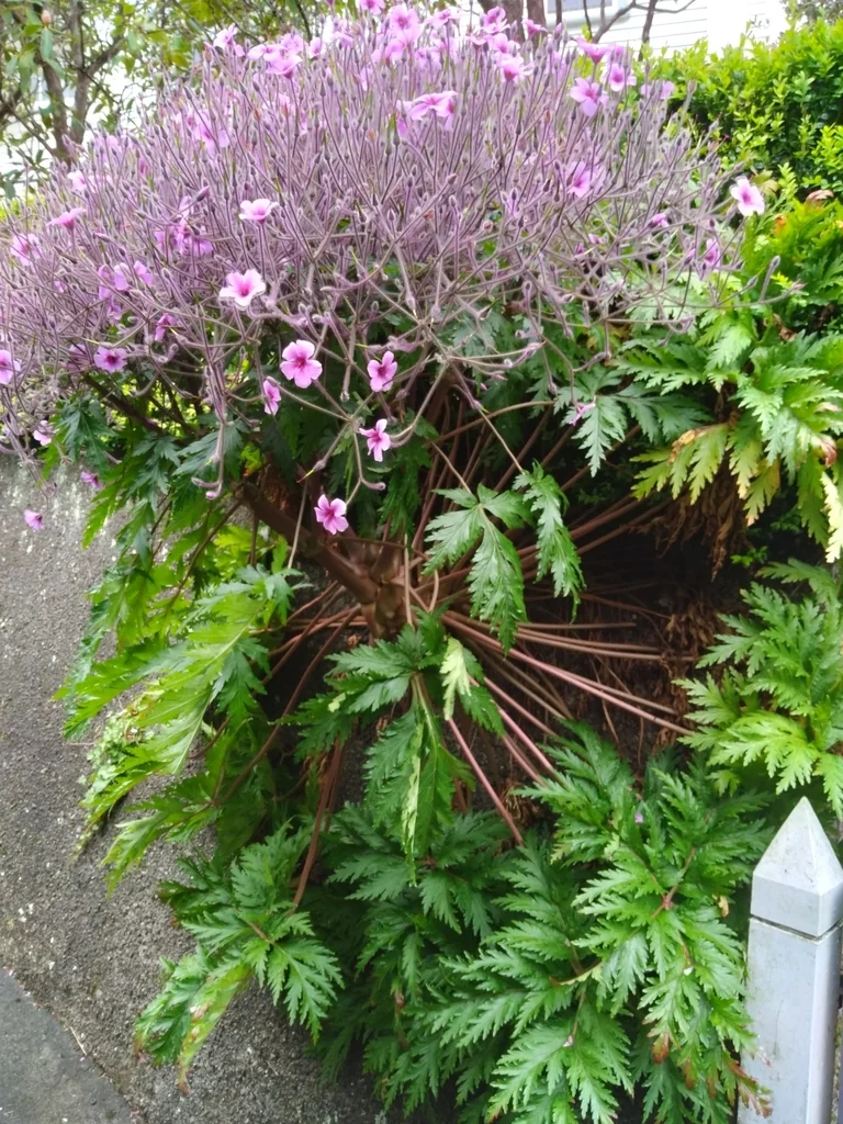 Geranium Maderense