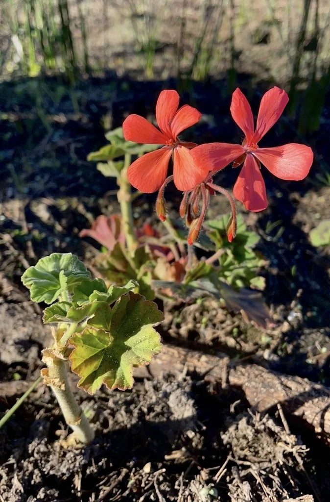 Pelargonium hortorum