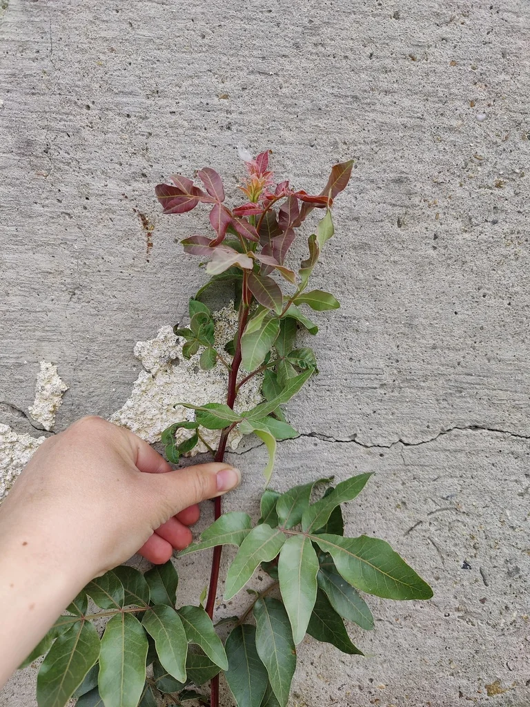 Pistacia Atlantica