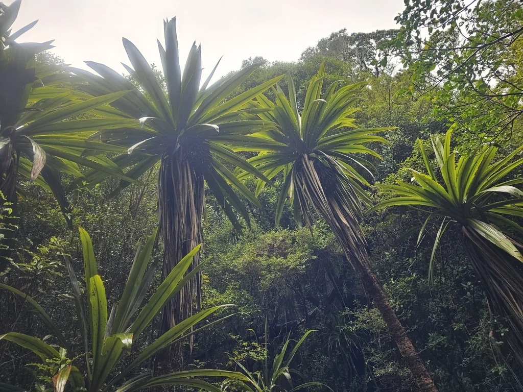 Cordyline Indivisa