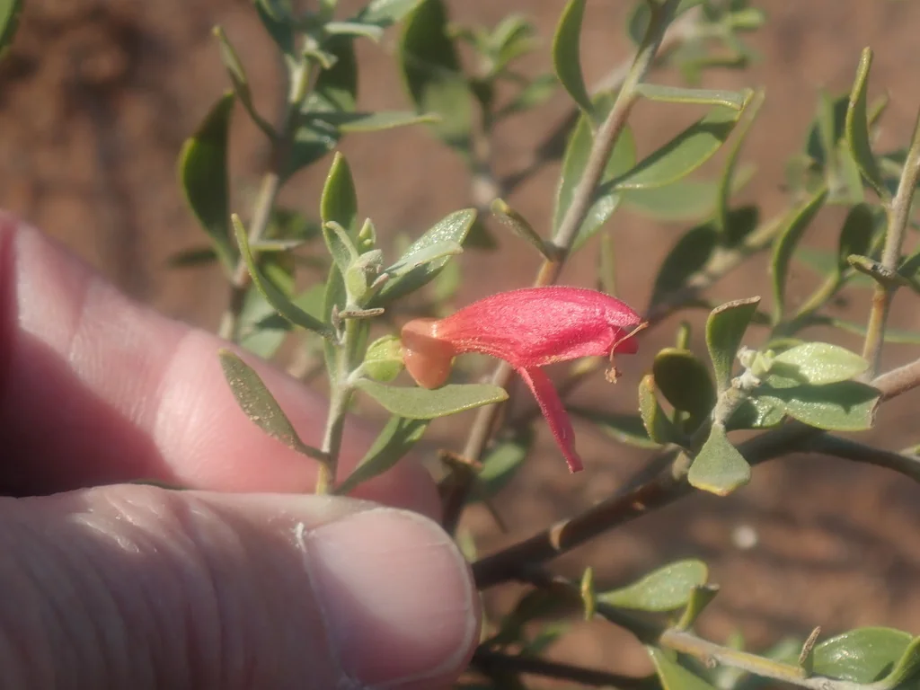 Eremophila Glabra