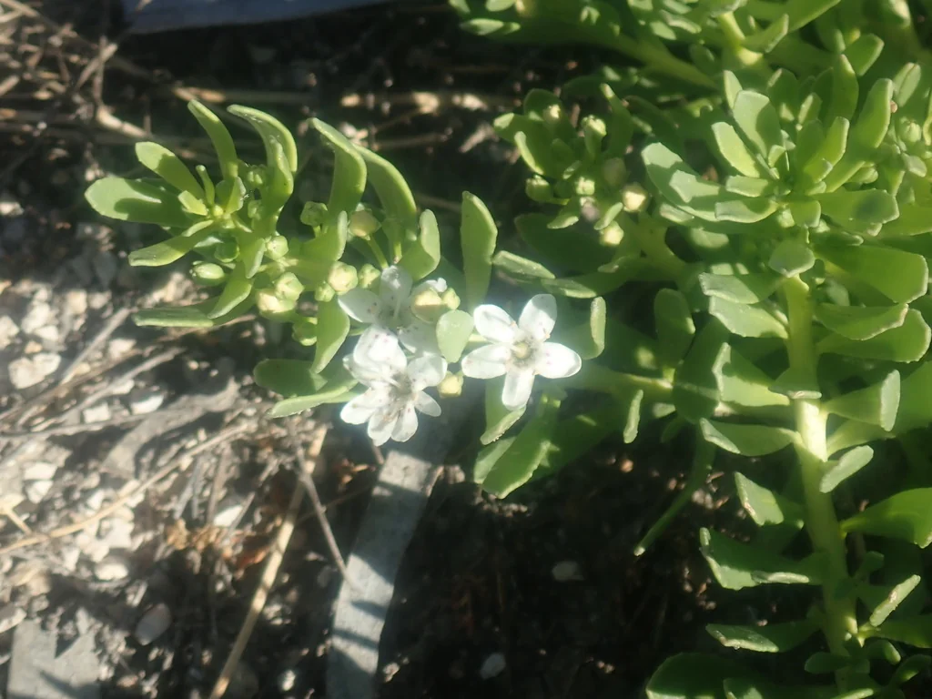 Myoporum Parvifolium