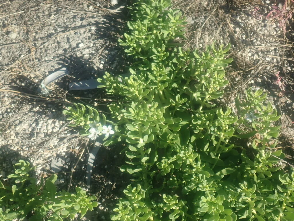 Myoporum Parvifolium
