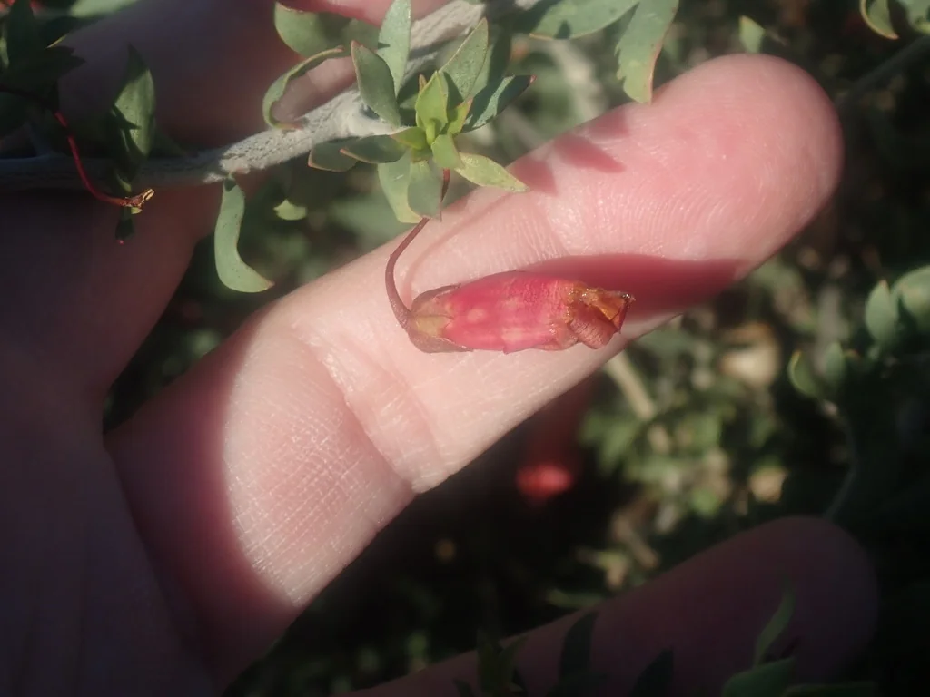 Eremophila Maculata