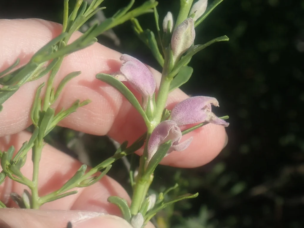 Eremophila Divaricata