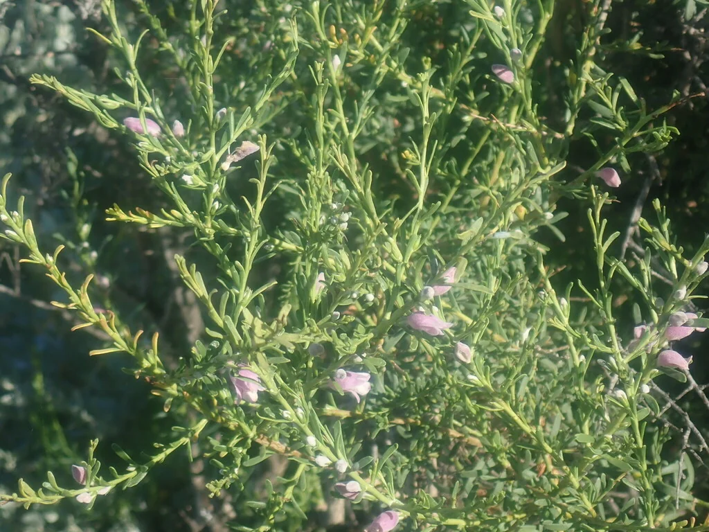 Eremophila Divaricata