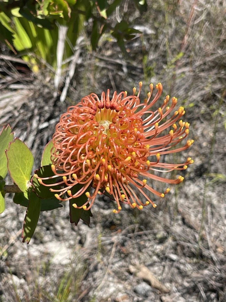 Leucospermum Cordifolium
