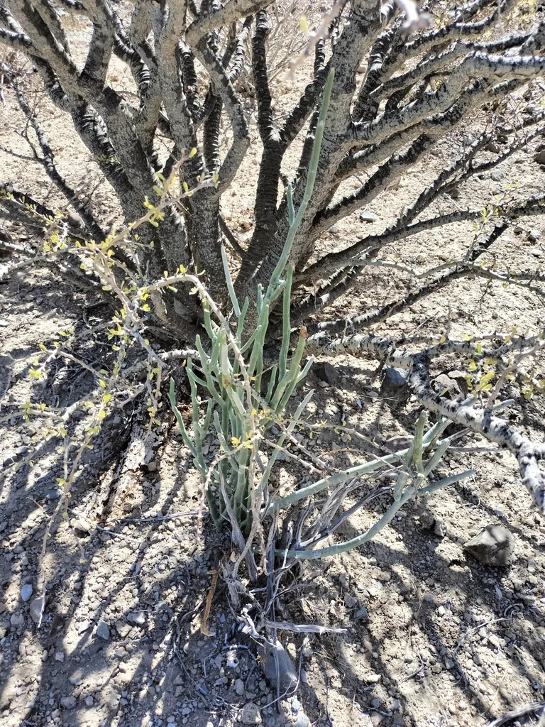 Pedilanthus Macrocarpus