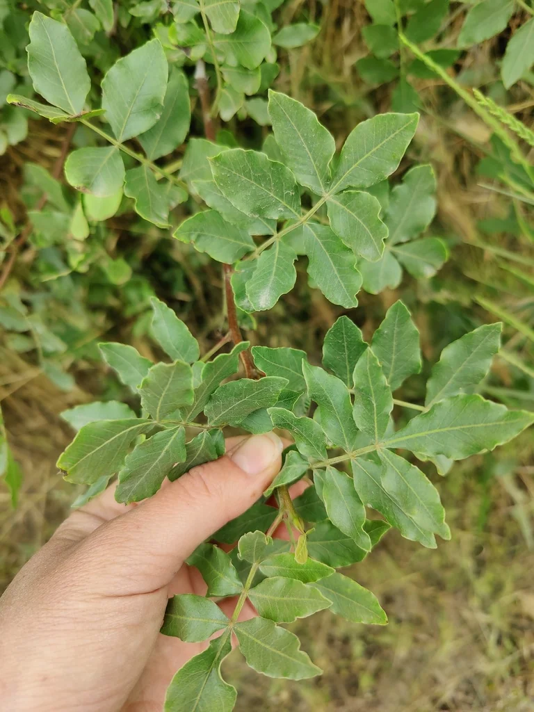 Pistacia Atlantica