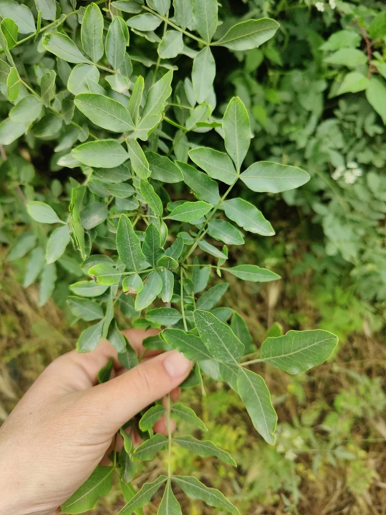 Pistacia Atlantica