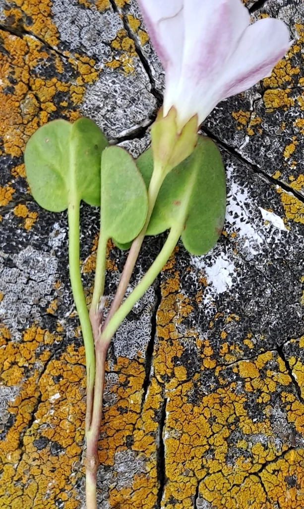 Falkia Repens