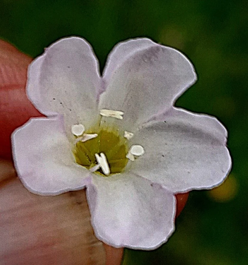 Falkia Repens