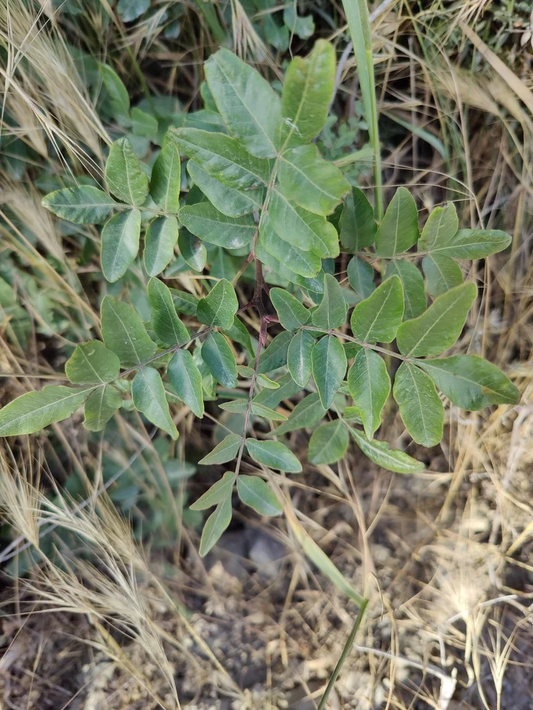 Pistacia Atlantica