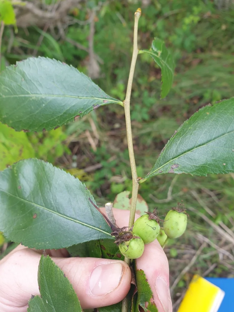 Crataegus Crus-Galli
