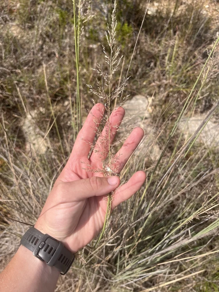 Muhlenbergia Lindheimeri
