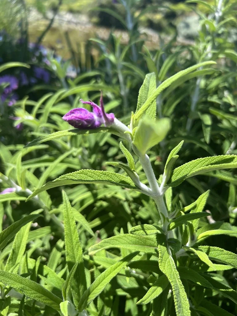 Salvia Leucantha
