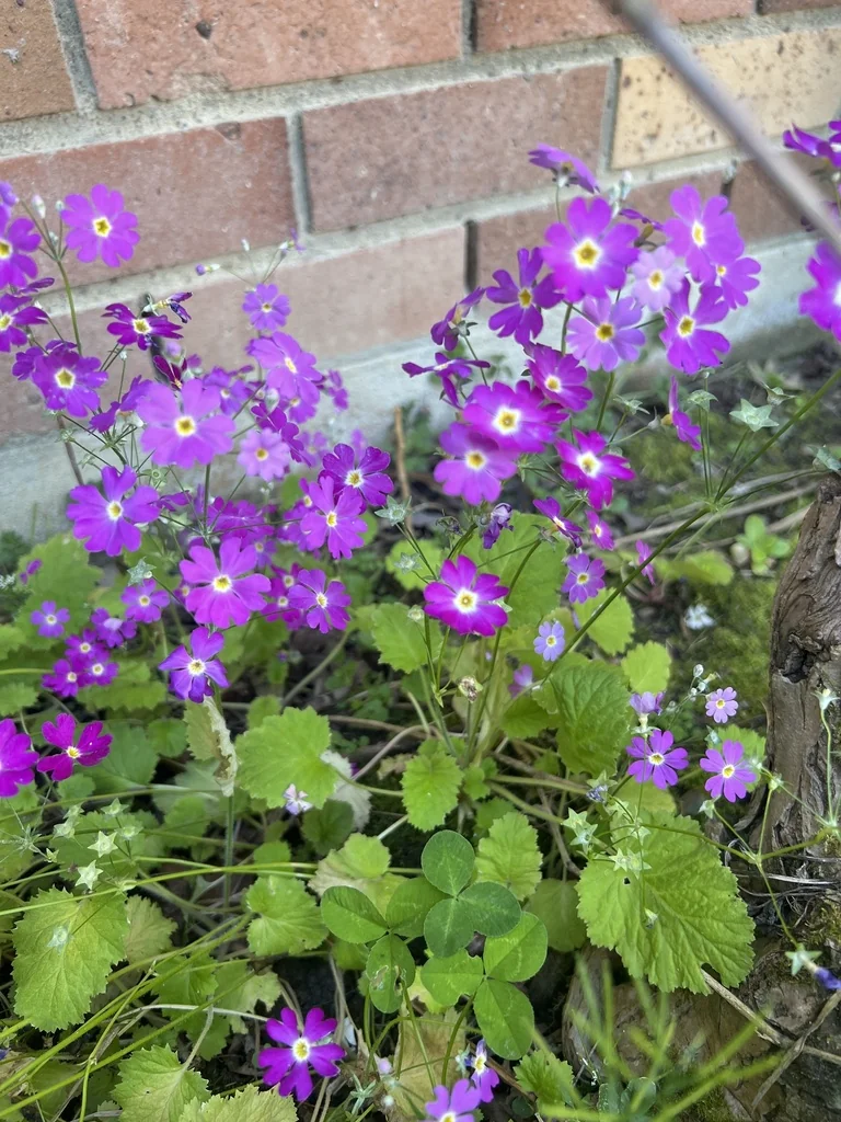 Primula Malacoides