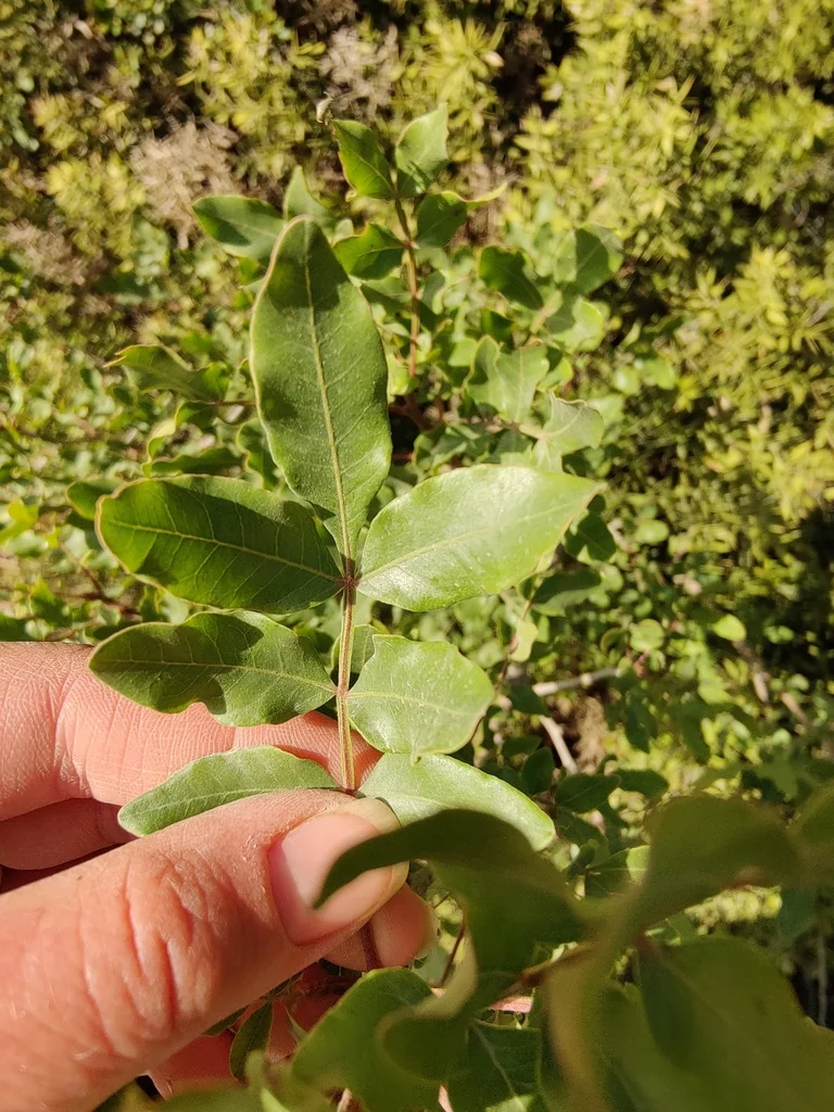 Pistacia Atlantica