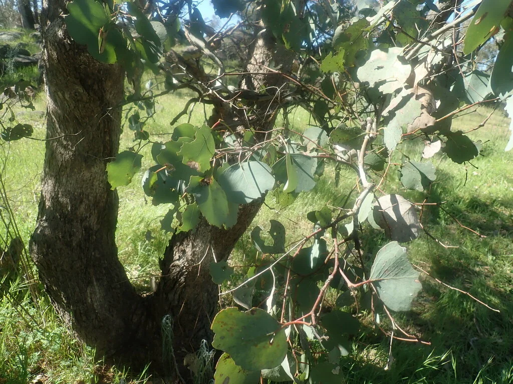 Eucalyptus Polyanthemos