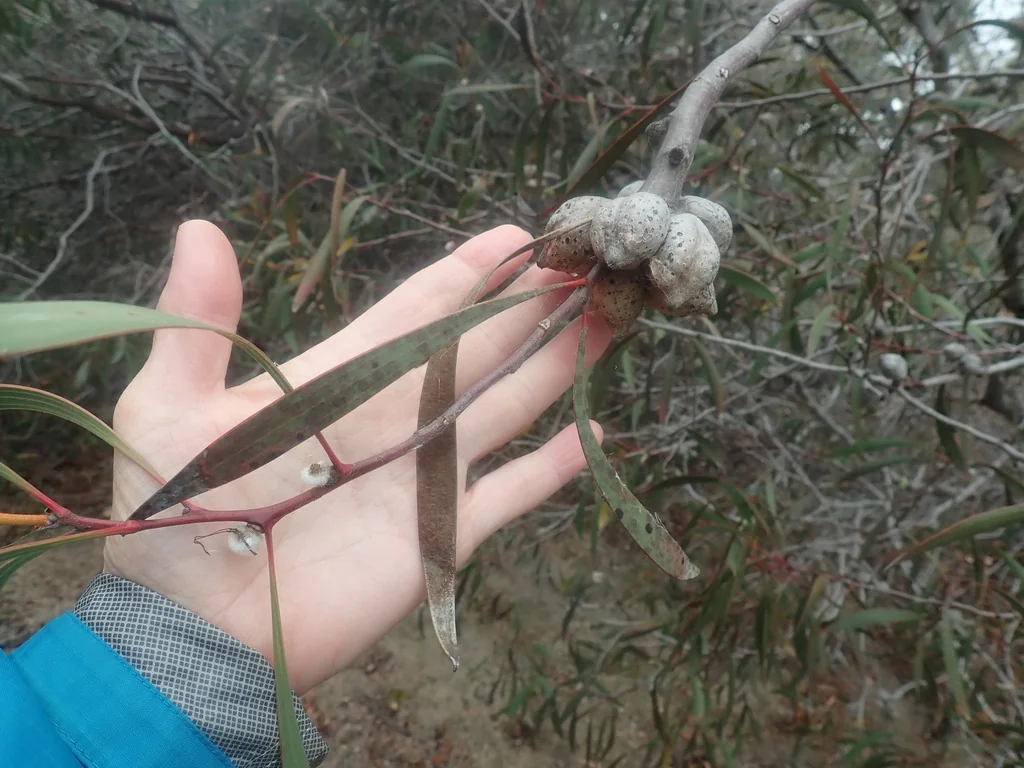 Hakea Laurina