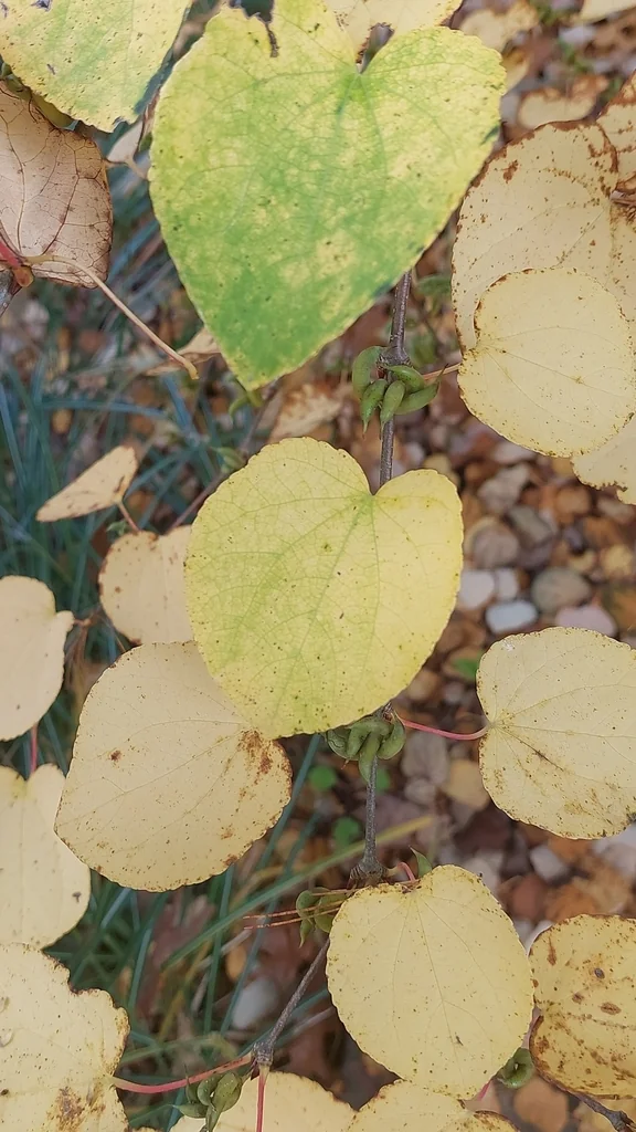 Cercidiphyllum Japonicum