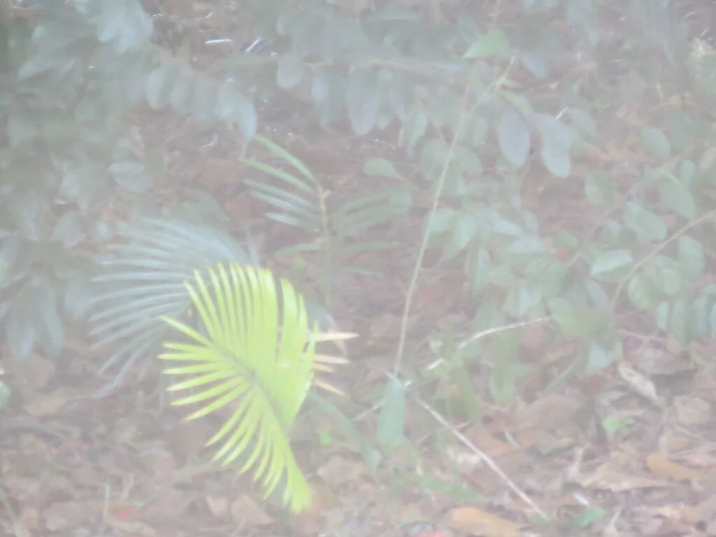 Cycas Revoluta