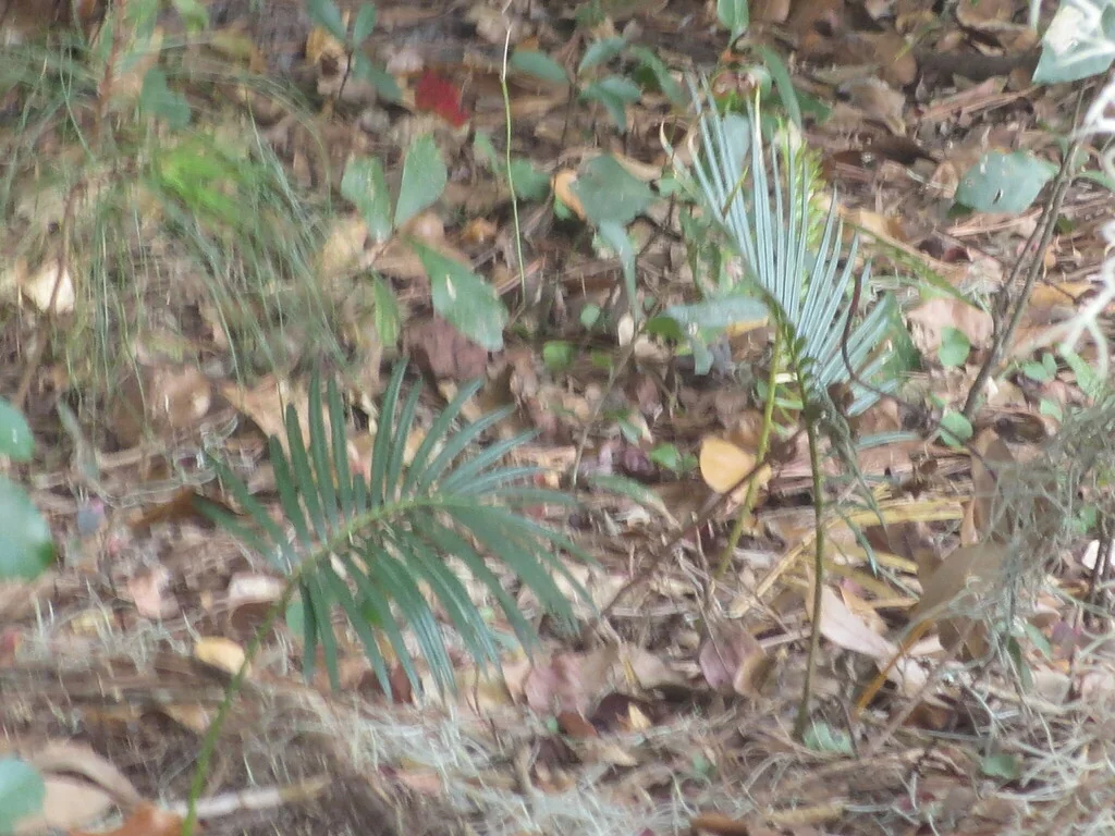 Cycas Revoluta
