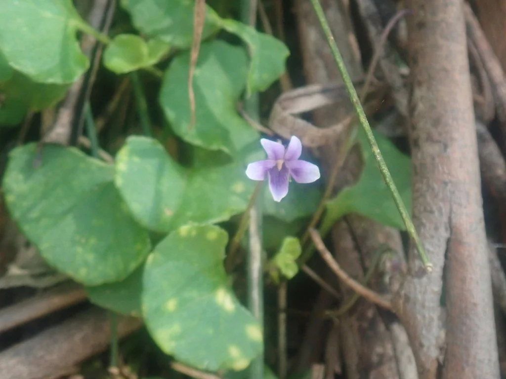 Viola hederacea