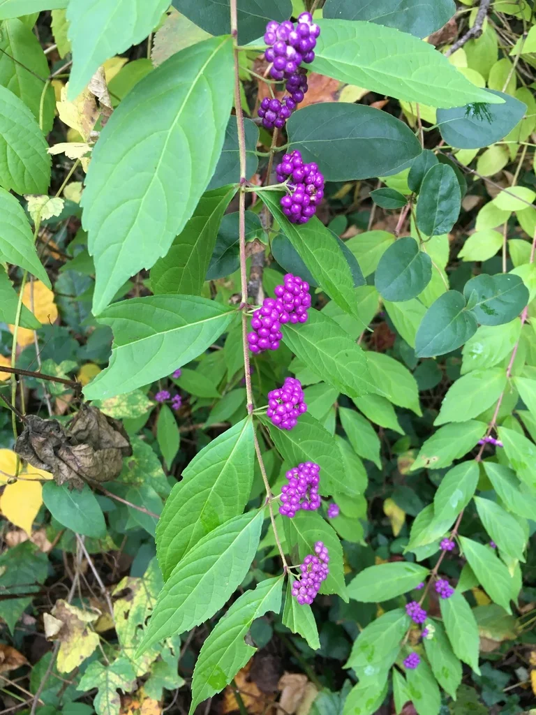 Callicarpa Dichotoma