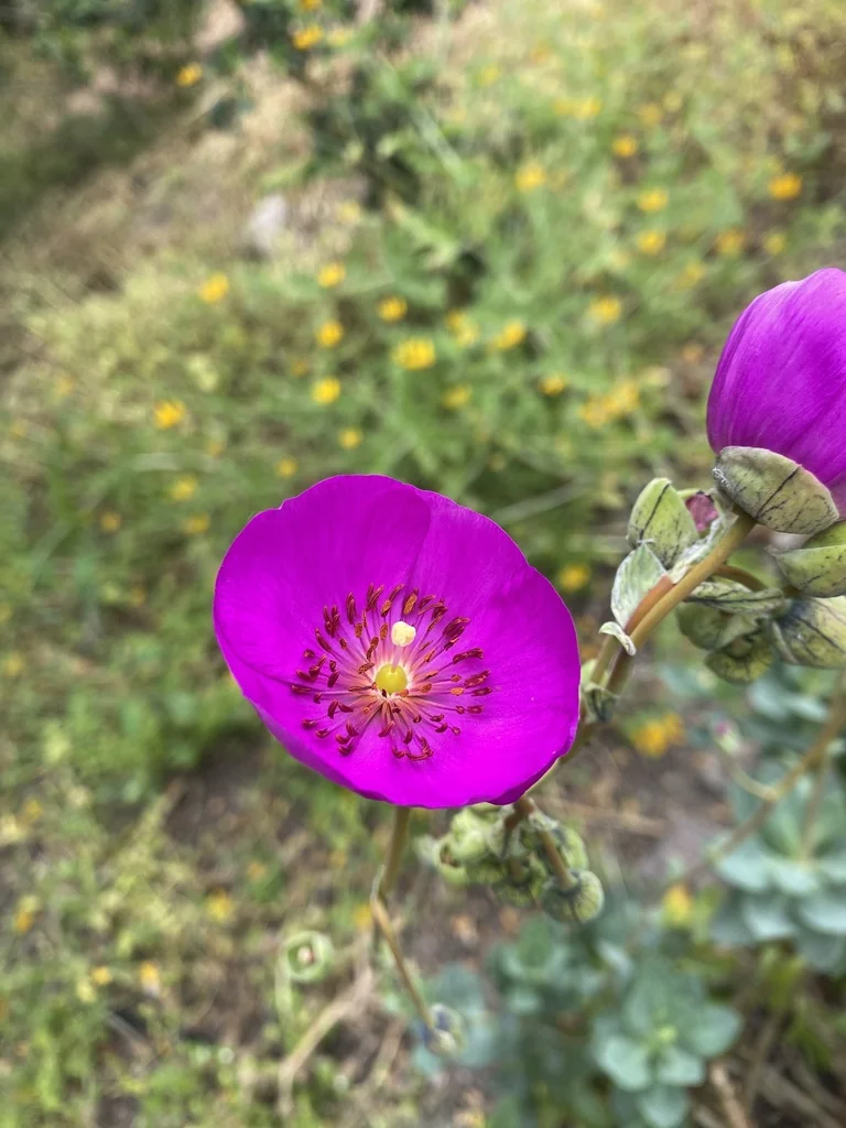 Calandrinia Grandiflora