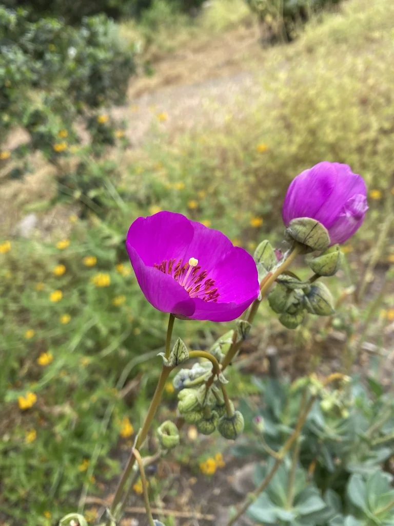 Calandrinia Grandiflora
