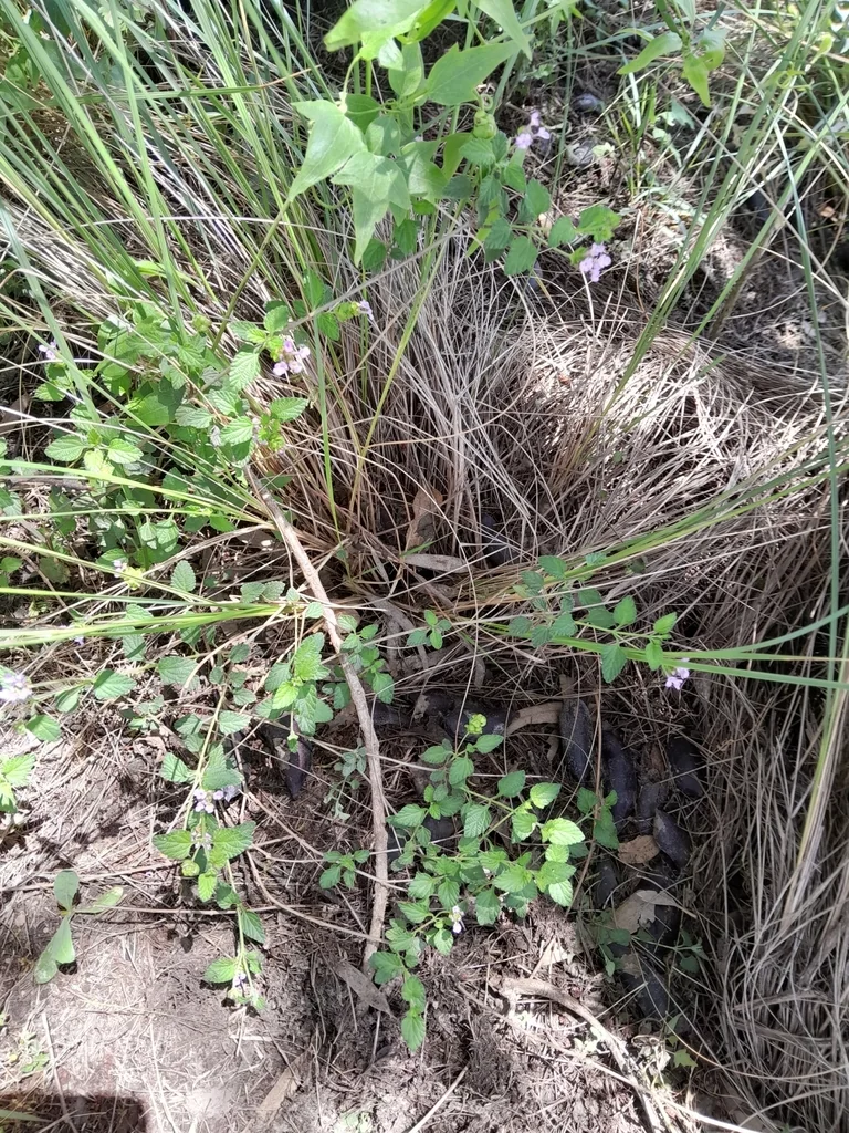 Lantana montevidensis