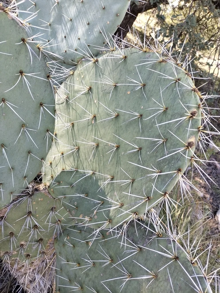 Opuntia Robusta
