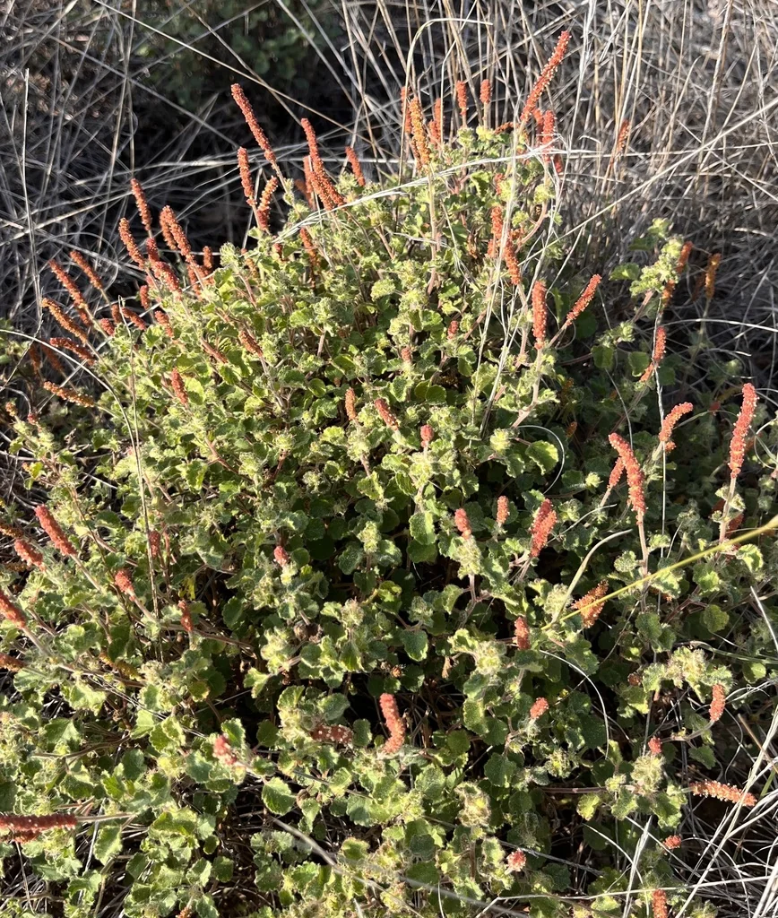 Acalypha Monostachya