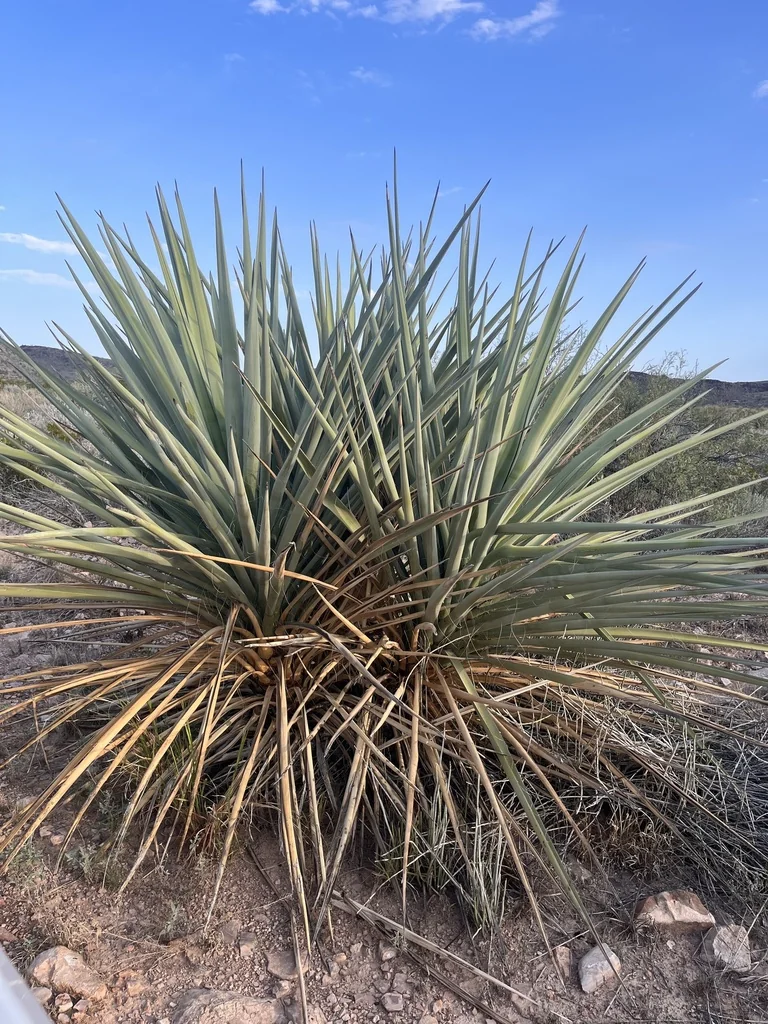 Yucca Torreyi