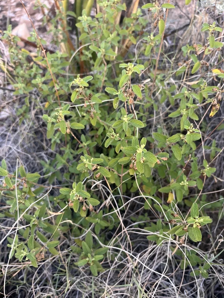 Lippia Graveolens