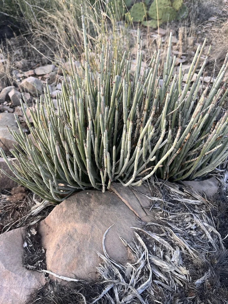 Euphorbia Antisyphilitica