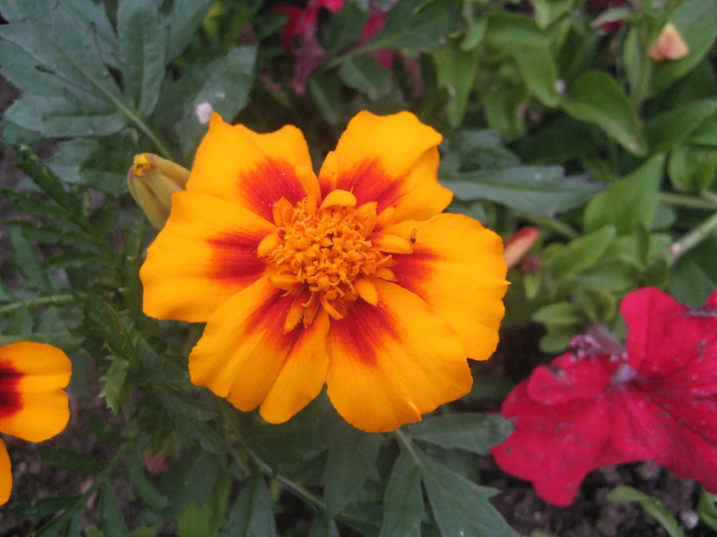 Tagetes Patula