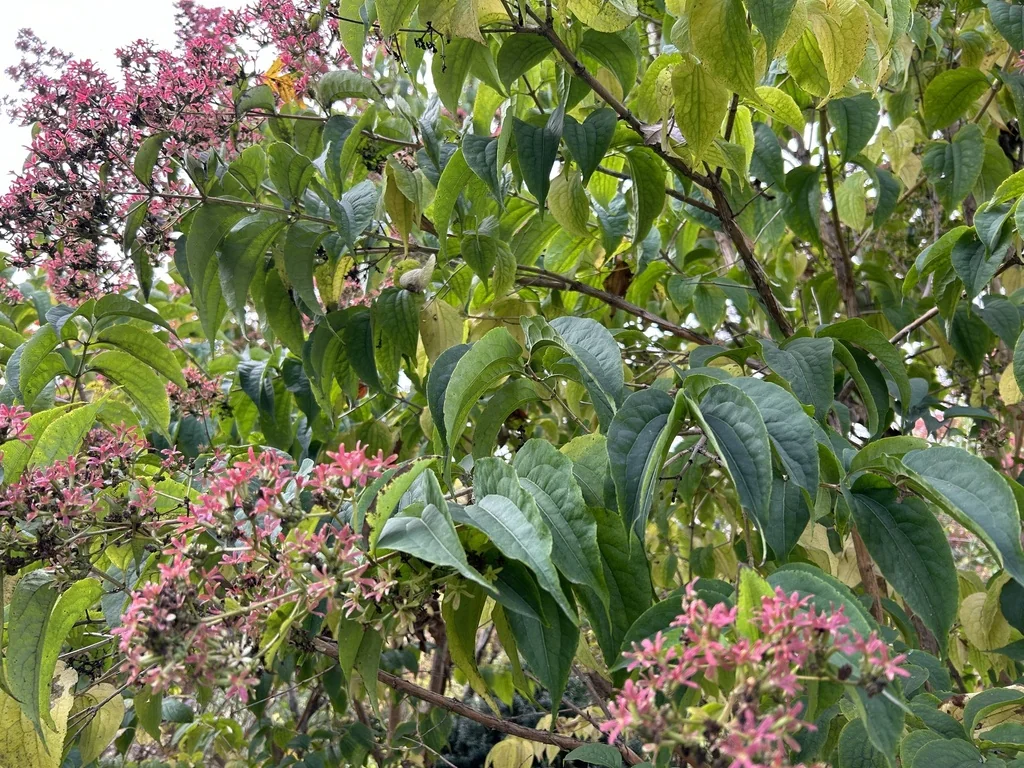 Heptacodium miconioides