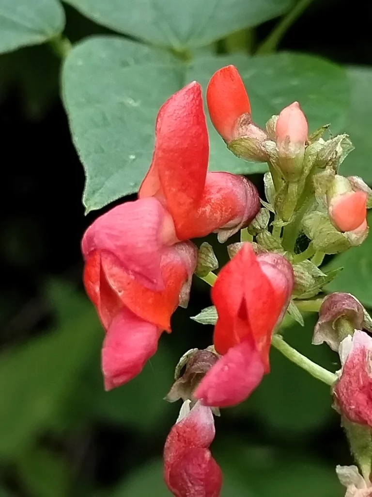 Phaseolus Coccineus