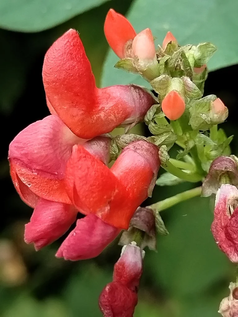 Phaseolus Coccineus