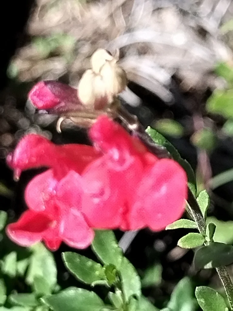 Salvia Microphylla
