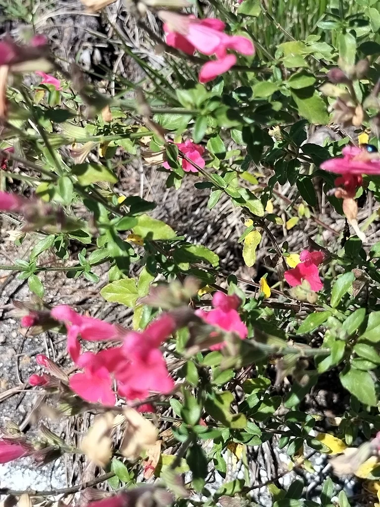 Salvia Microphylla
