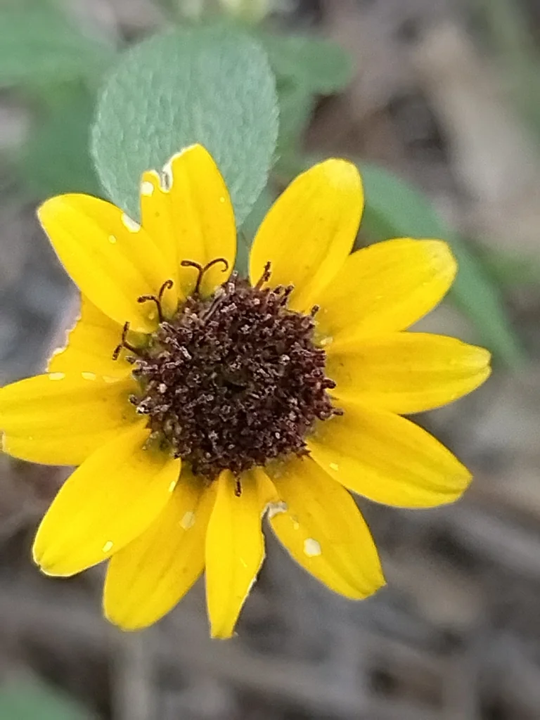 Sanvitalia procumbens