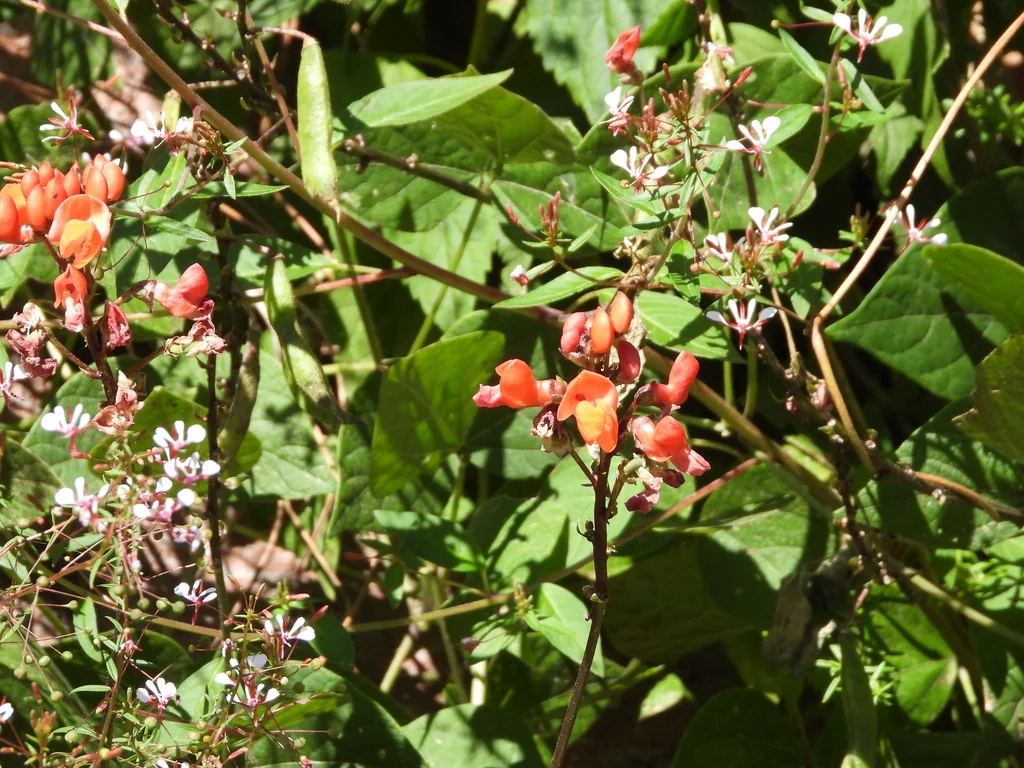 Phaseolus Coccineus
